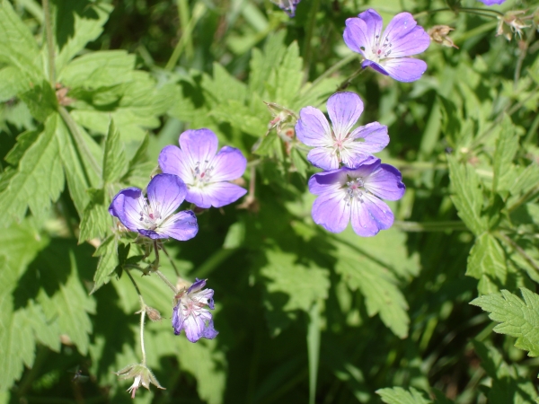 Midsummer flowers